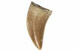 Serrated, Raptor Tooth - Judith River Formation #128538-1